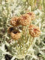 Santolina neapolitana 'Edward Bowles' (en Corse) (02) (Photo F. Mrugala)